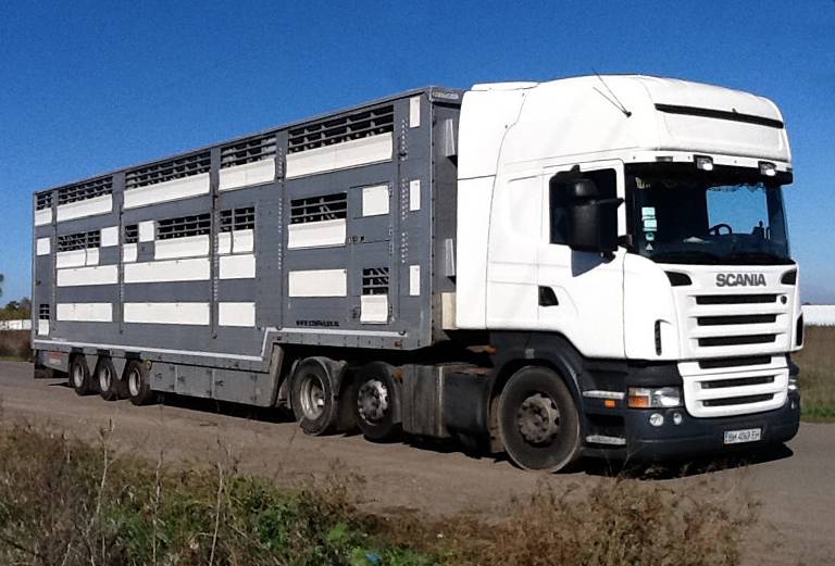 Нанять скотовоз для крупного рогатого скота из Самары в Москву